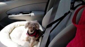 Dog Car Seatbelt Pet Supplies