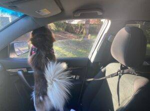 Dog Car Seatbelt Pet Supplies