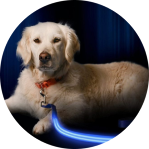 LED Dog Leash Pet Supplies